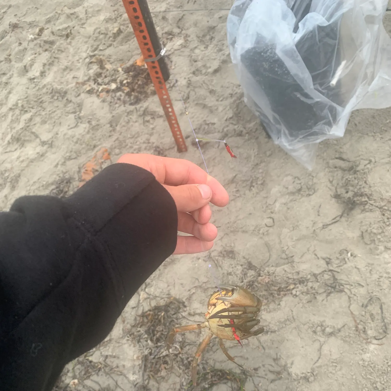 The most recent Jonah crab catches on Fishbrain