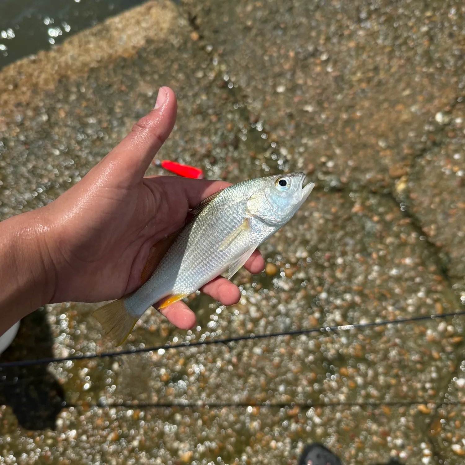 The most recent Yellowfin croaker catches on Fishbrain