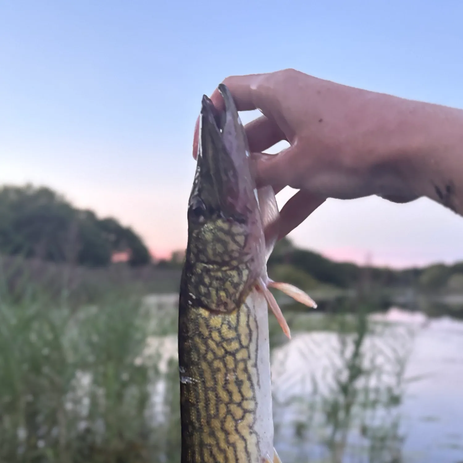 Chain pickerel caught on Fishbrain