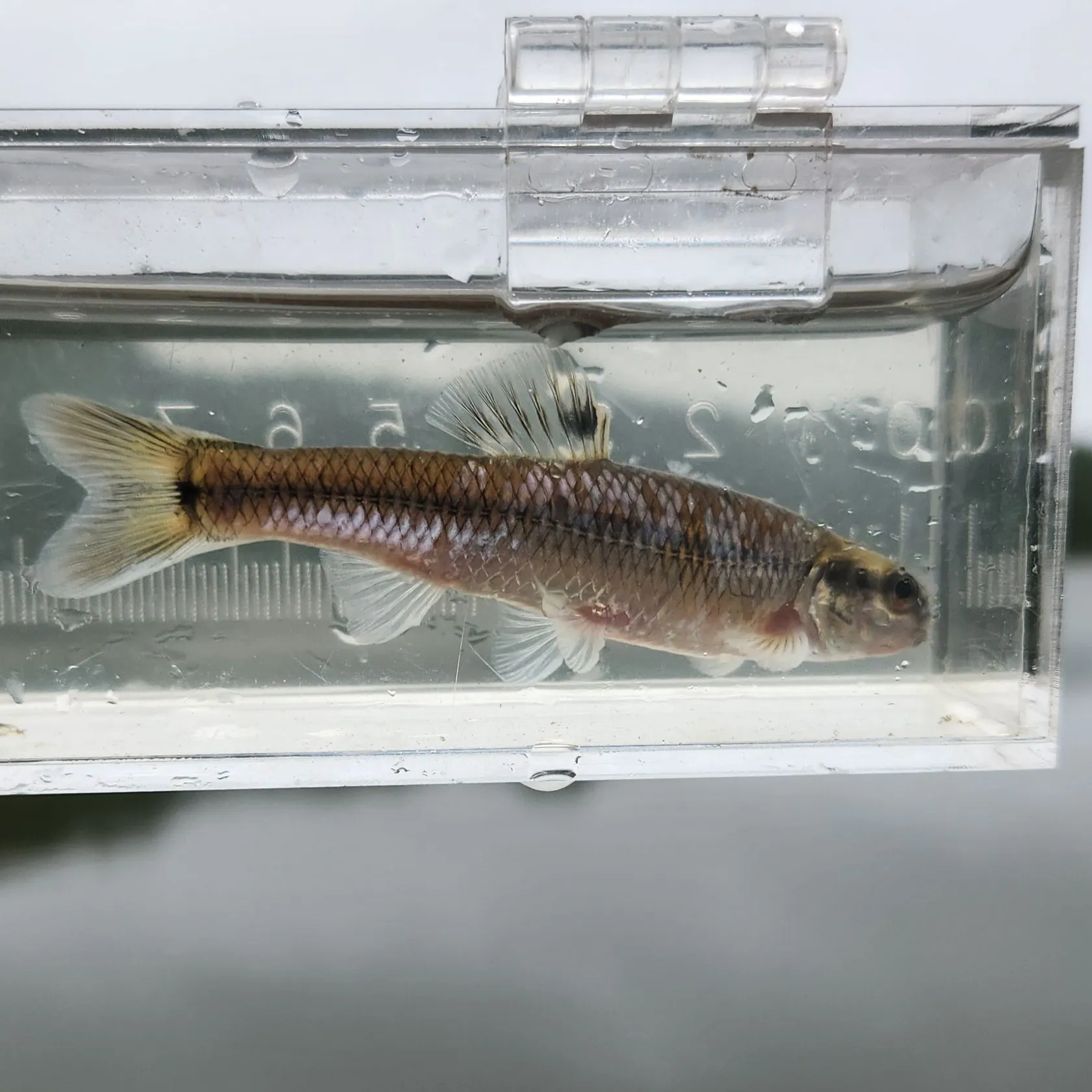 The most recent Bluntnose minnow catches on Fishbrain