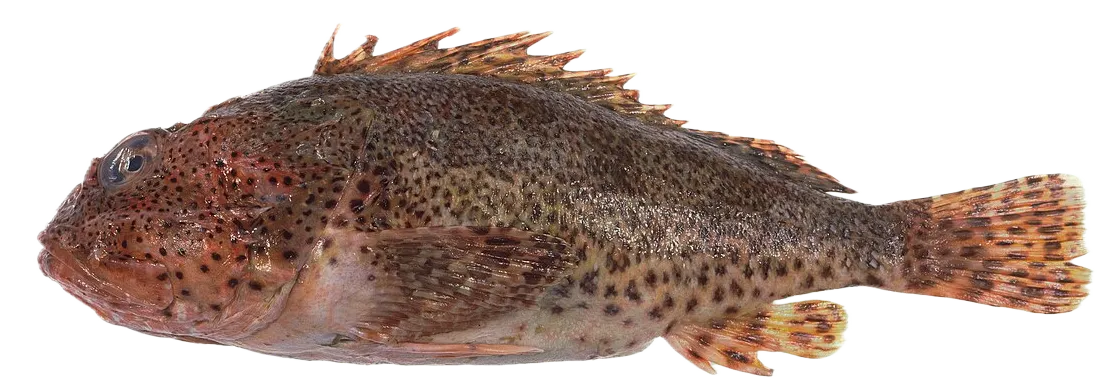 California scorpionfish