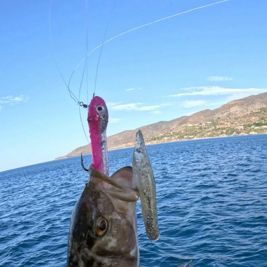 Kelp bass caught on Fishbrain