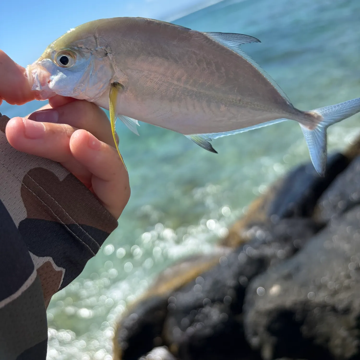 Bluefin trevally caught on Fishbrain