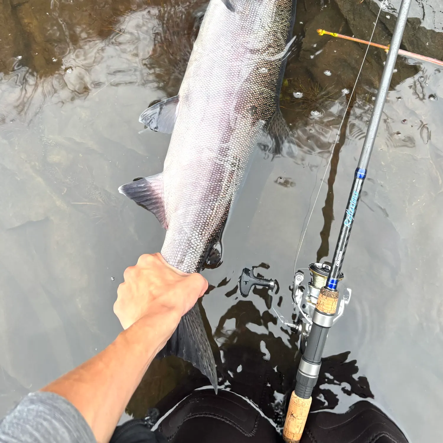 The most recent Coho salmon catches on Fishbrain