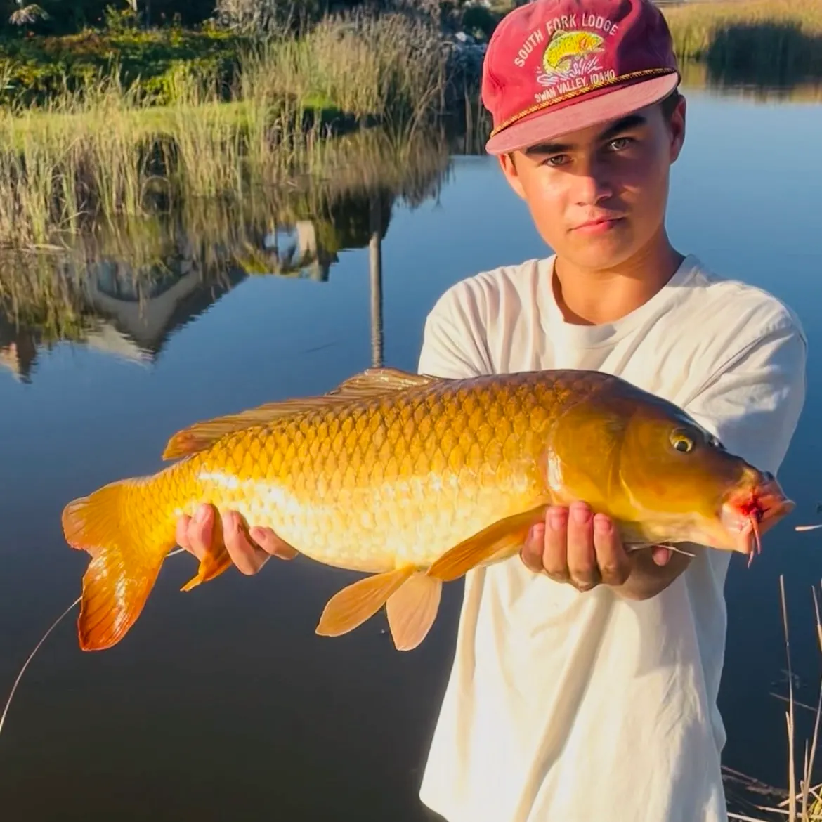 Common carp caught on Fishbrain