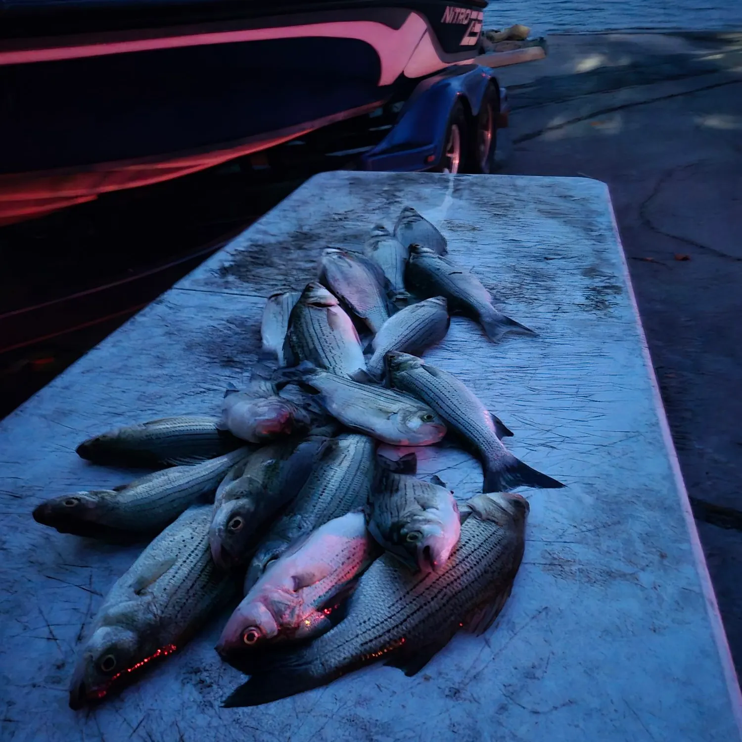 recently logged catches
