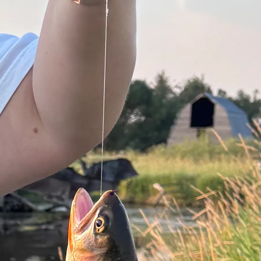 Brown trout caught on Fishbrain