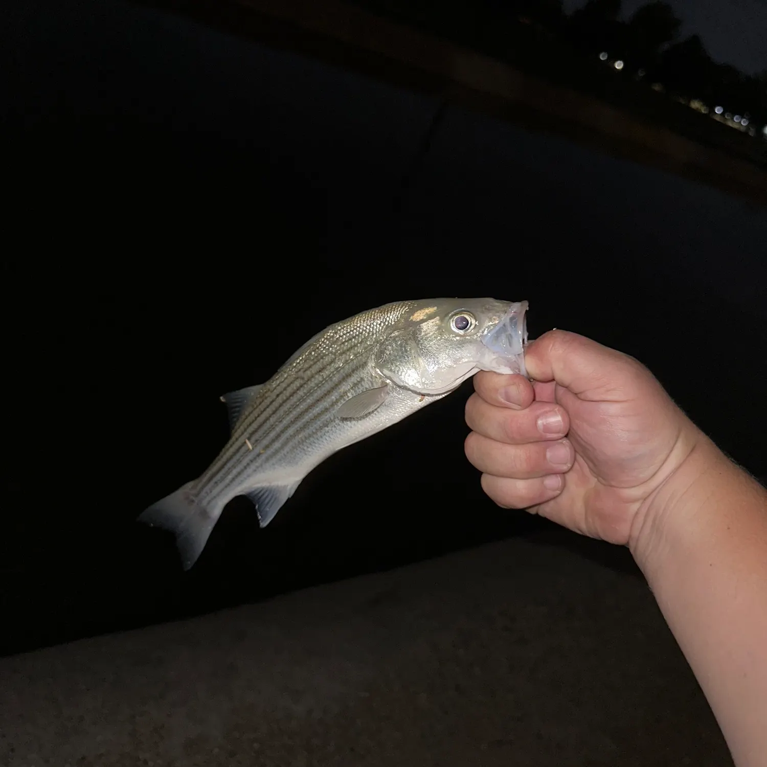 Striped bass caught on Fishbrain