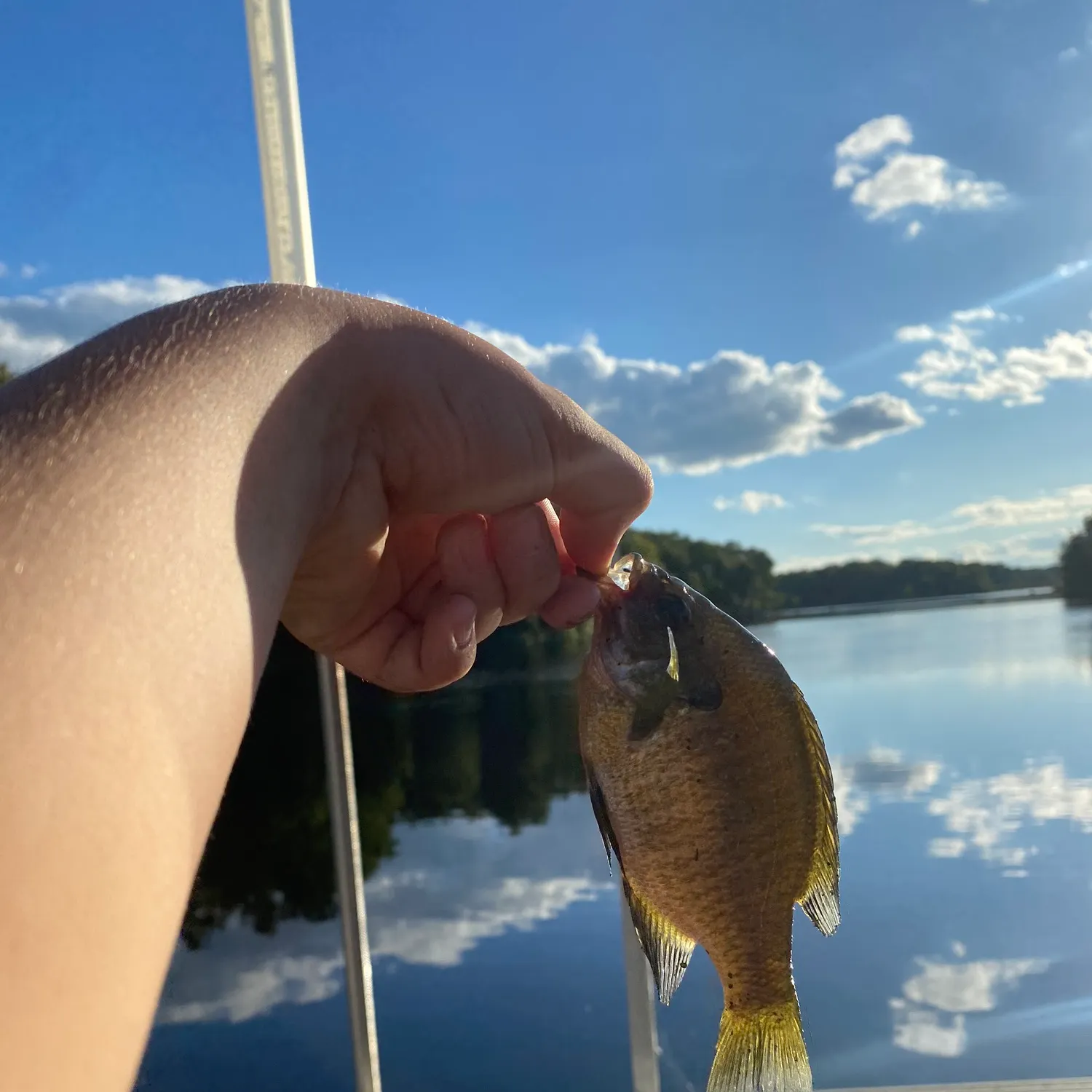 Bluegill caught on Fishbrain