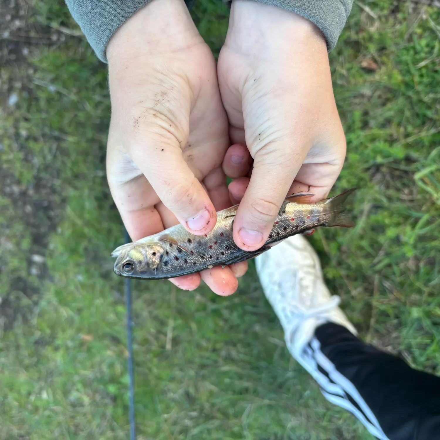 The most recent Lake trout catches on Fishbrain