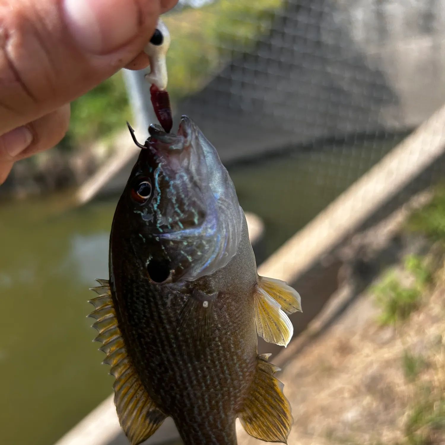 Green sunfish caught on Fishbrain
