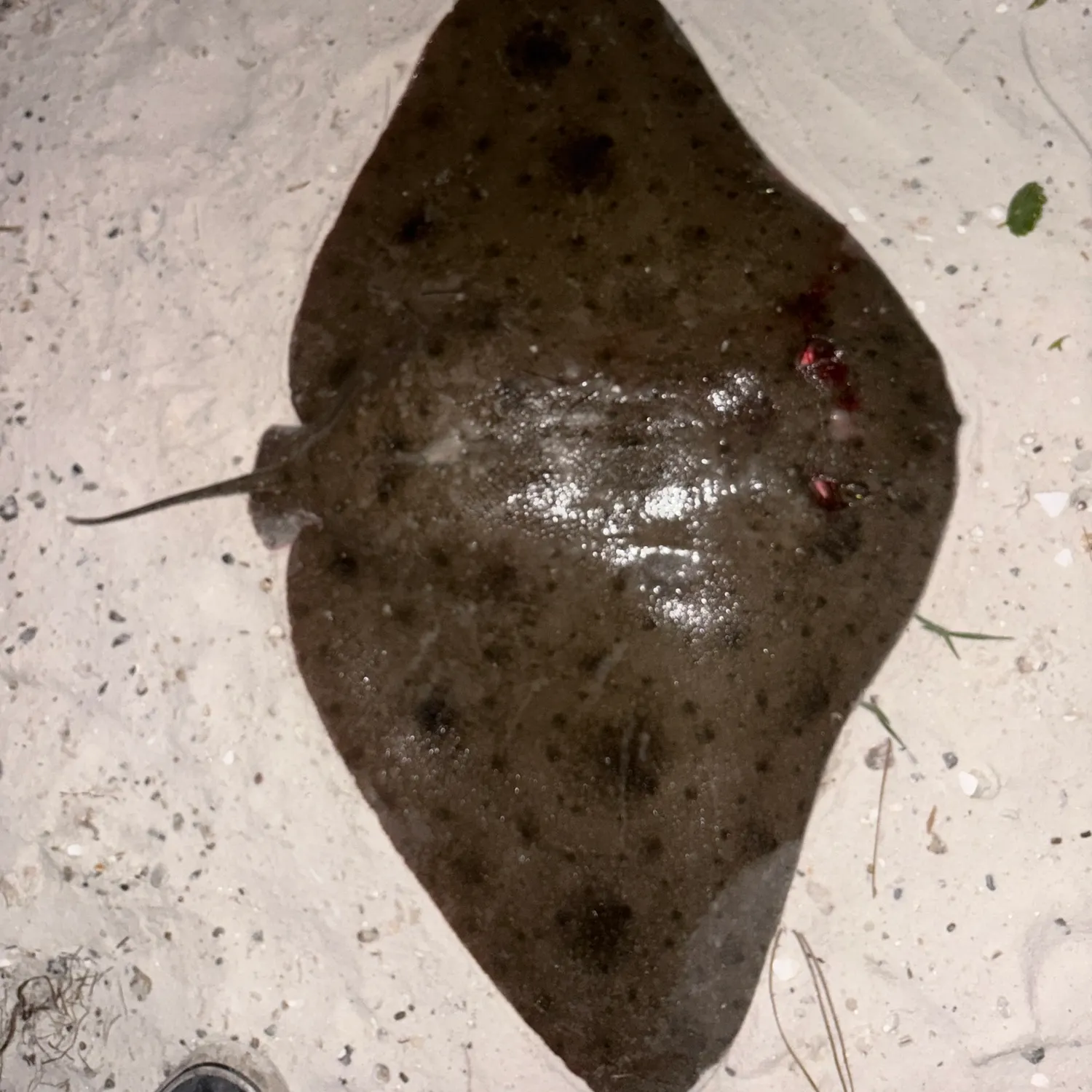 The most recent Smooth butterfly ray catches on Fishbrain