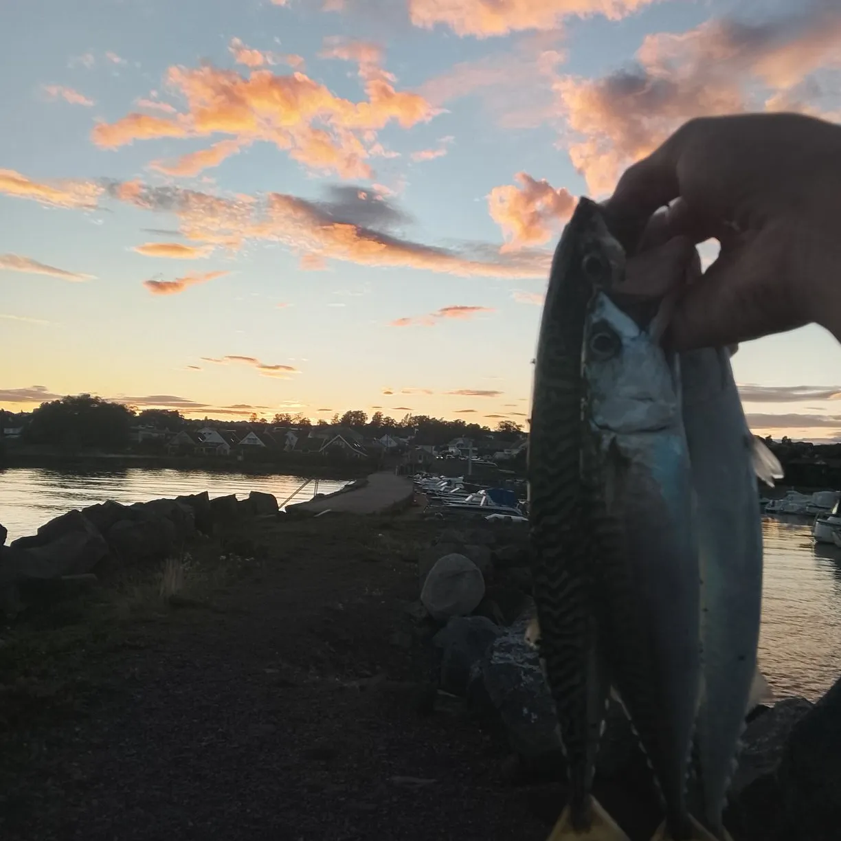 Atlantic mackerel caught on Fishbrain
