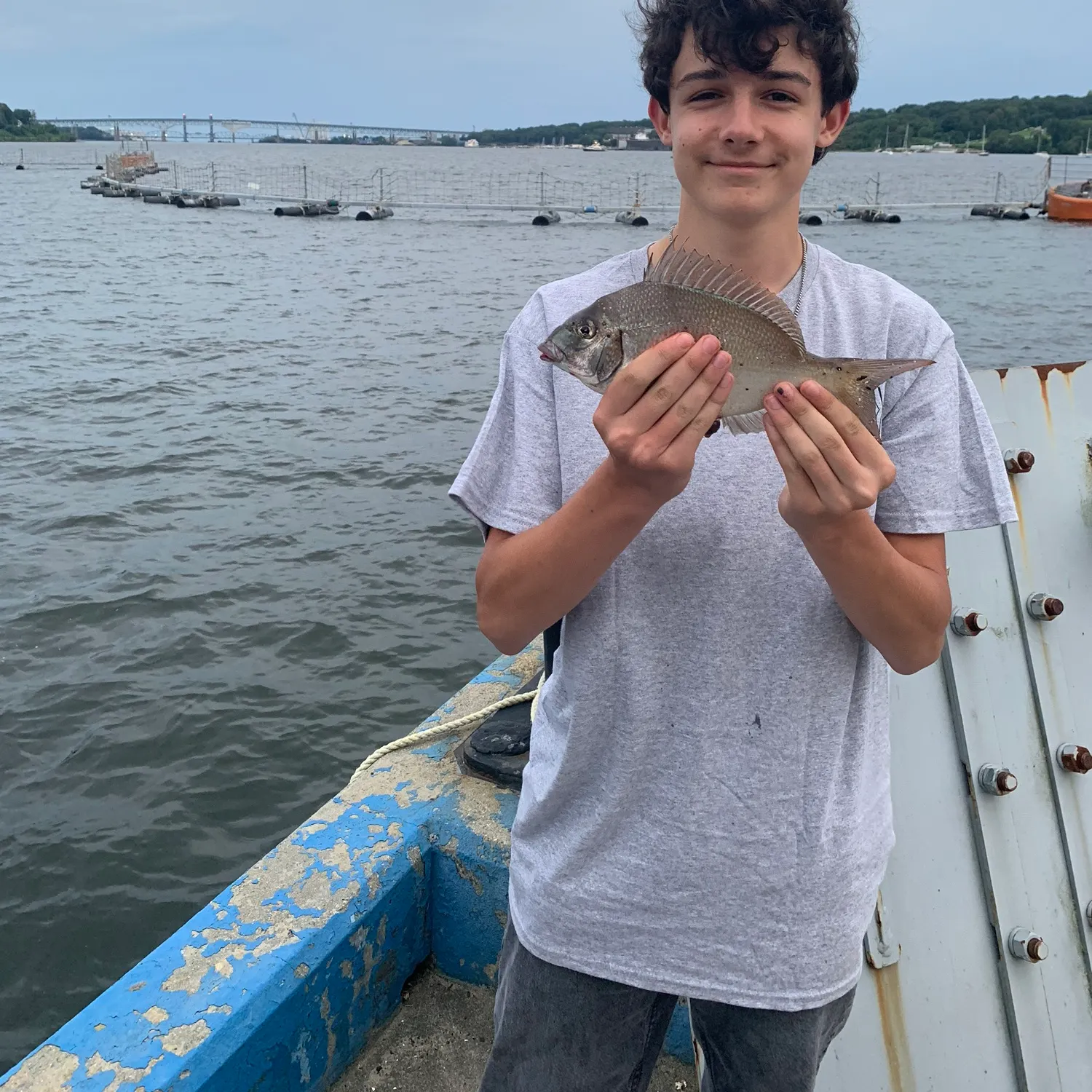 The most recent Scup catches on Fishbrain