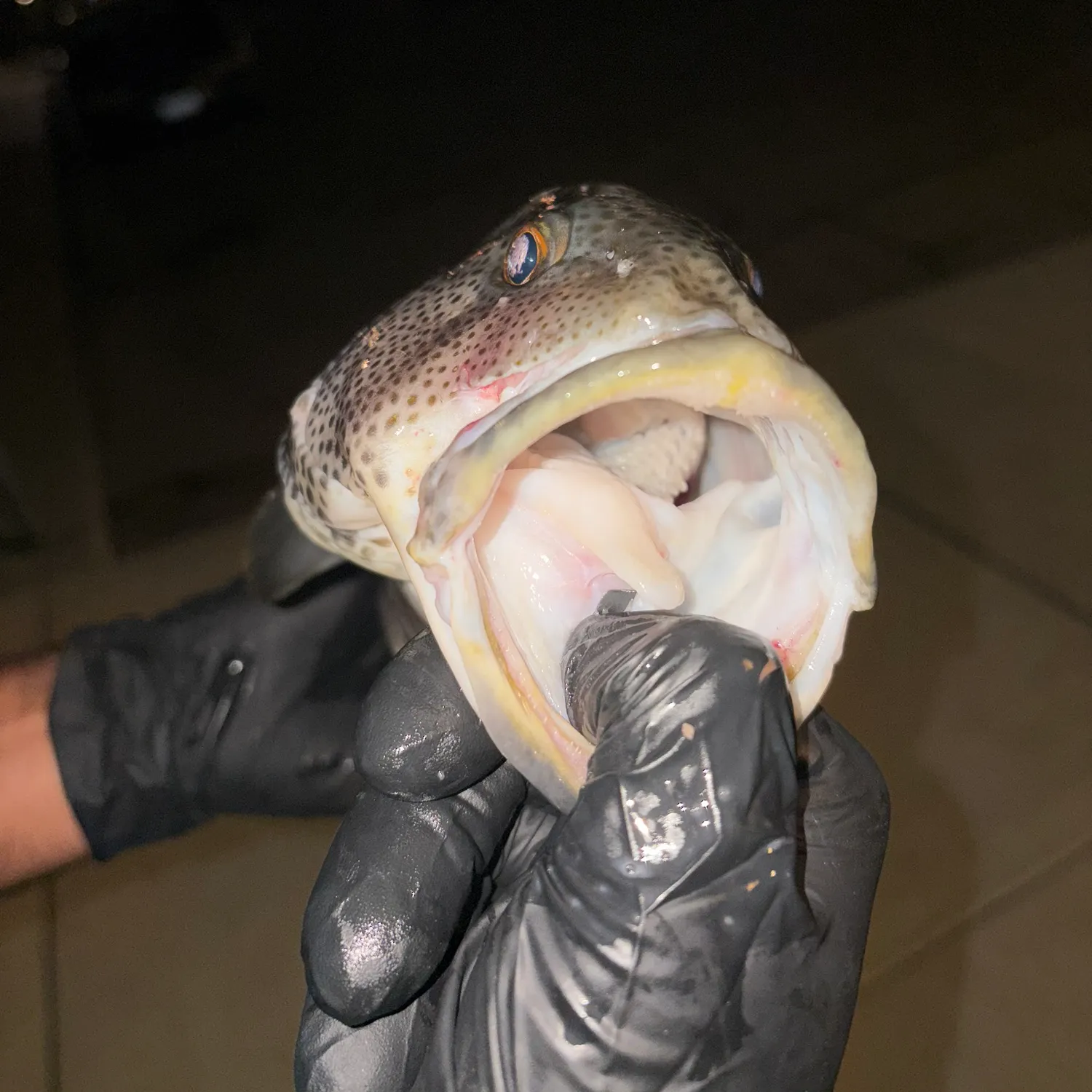 Spotted sand bass caught on Fishbrain