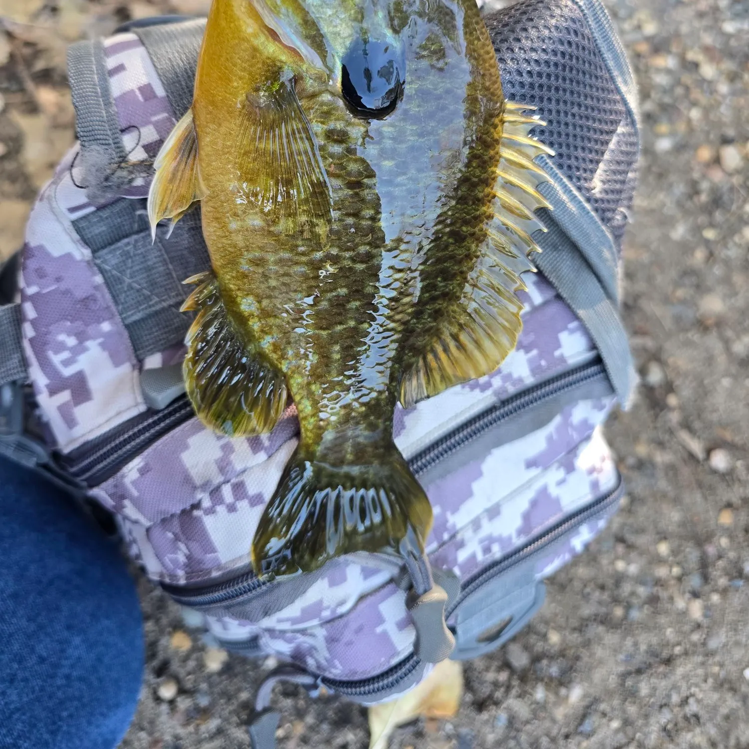 Greengill hybrid caught on Fishbrain