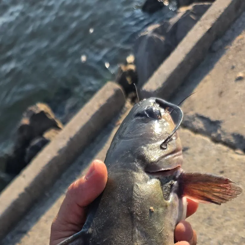 Channel catfish caught on Fishbrain
