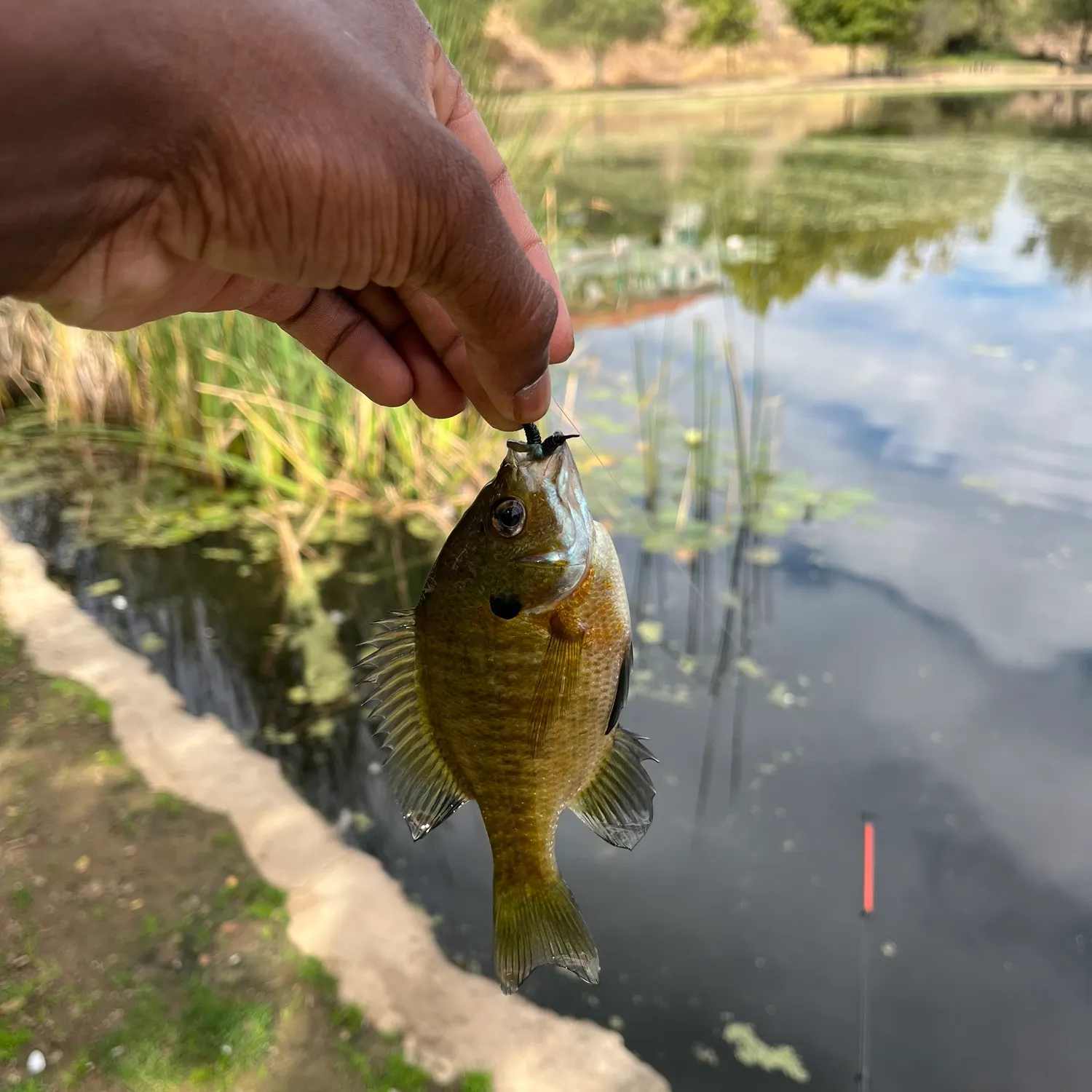Bluegill caught on Fishbrain