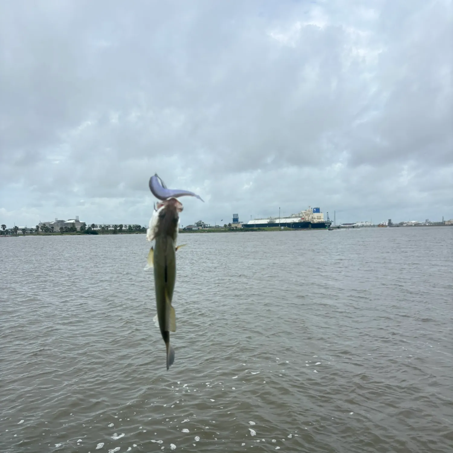 The most recent Geelbeck croaker catches on Fishbrain