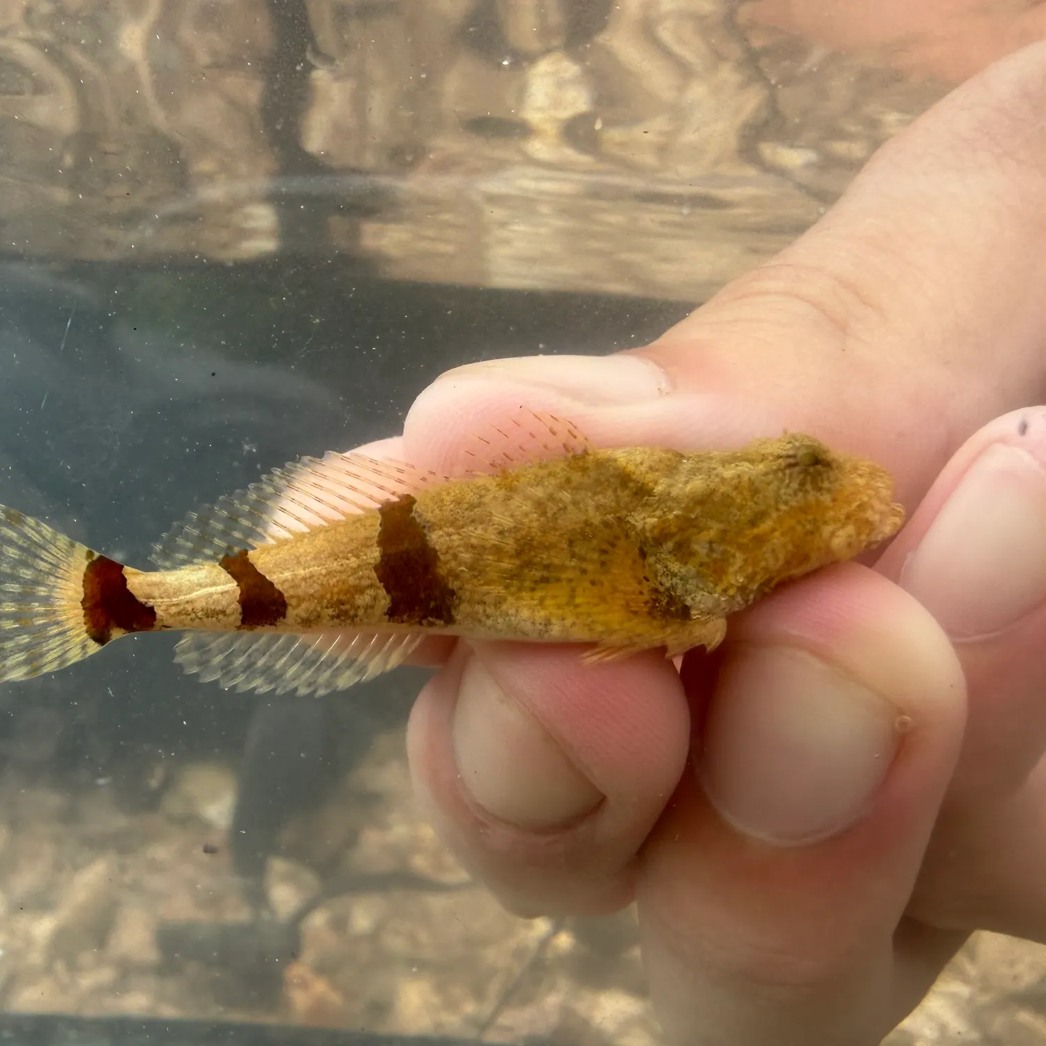 The most recent Banded sculpin catches on Fishbrain