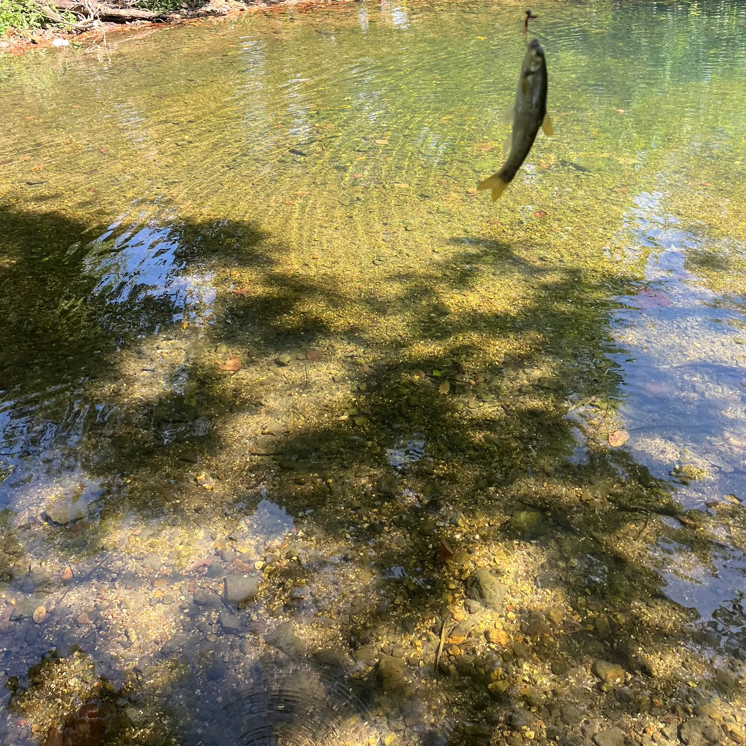 Rainbow trout caught on Fishbrain