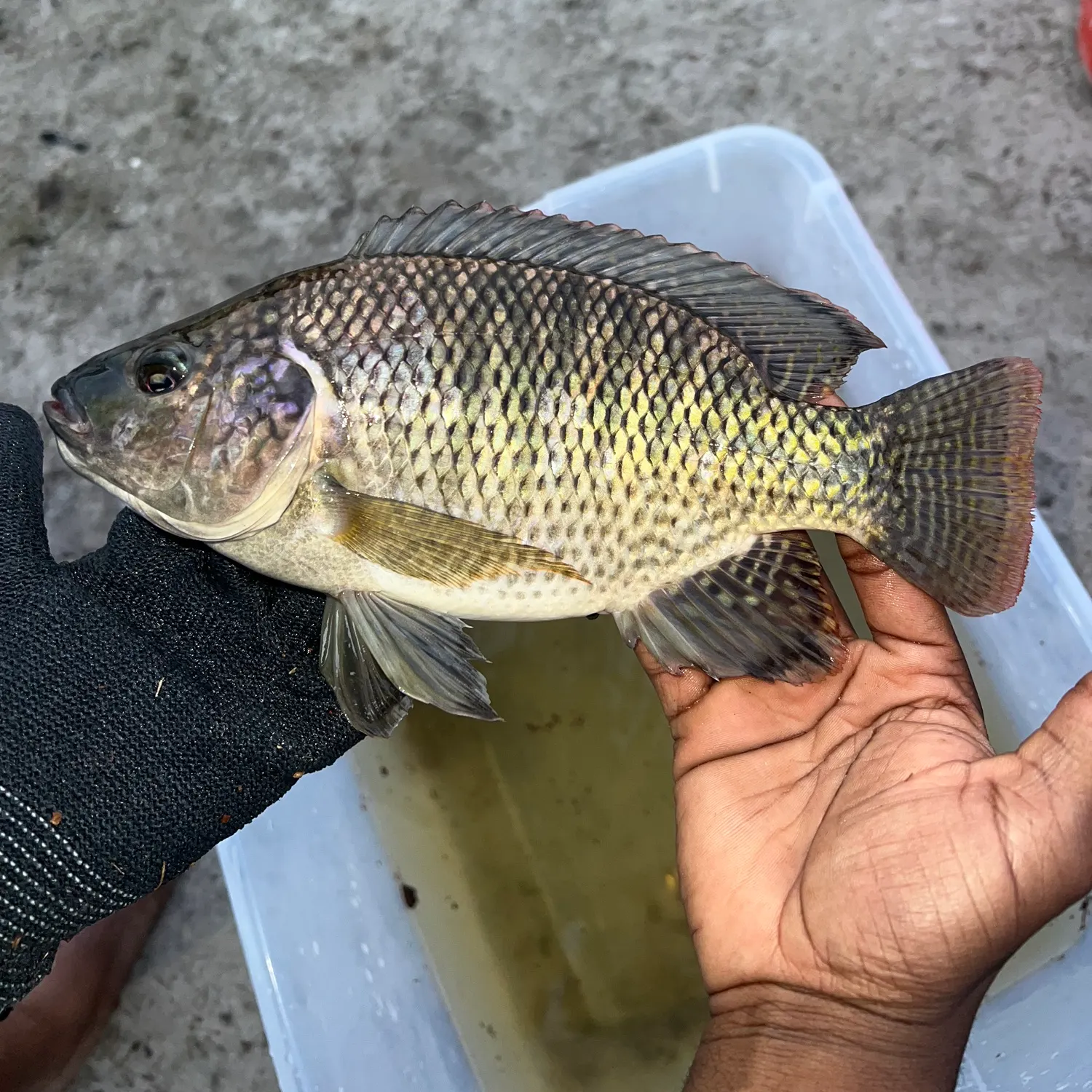The most recent Kariba tilapia catches on Fishbrain