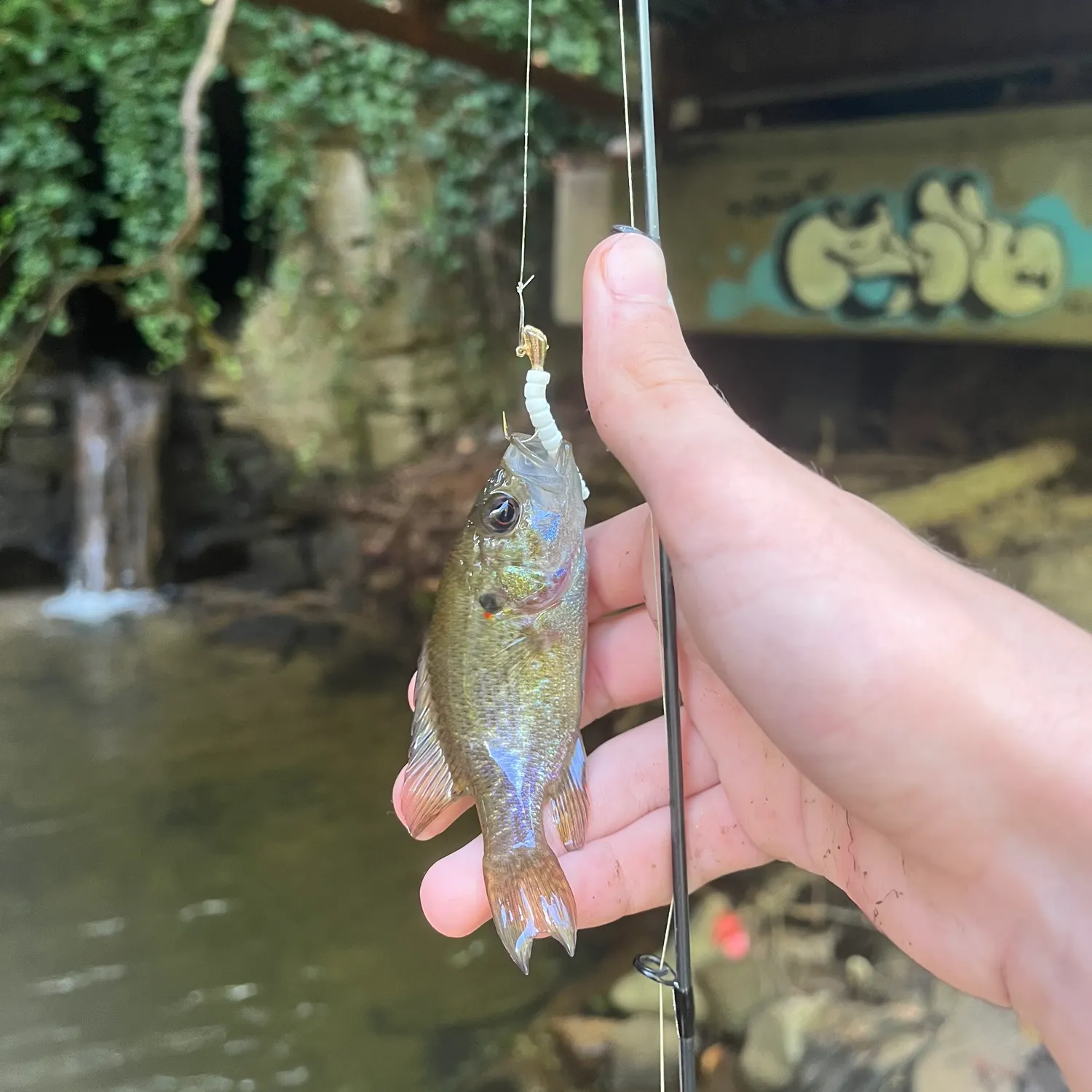 Green sunfish caught on Fishbrain