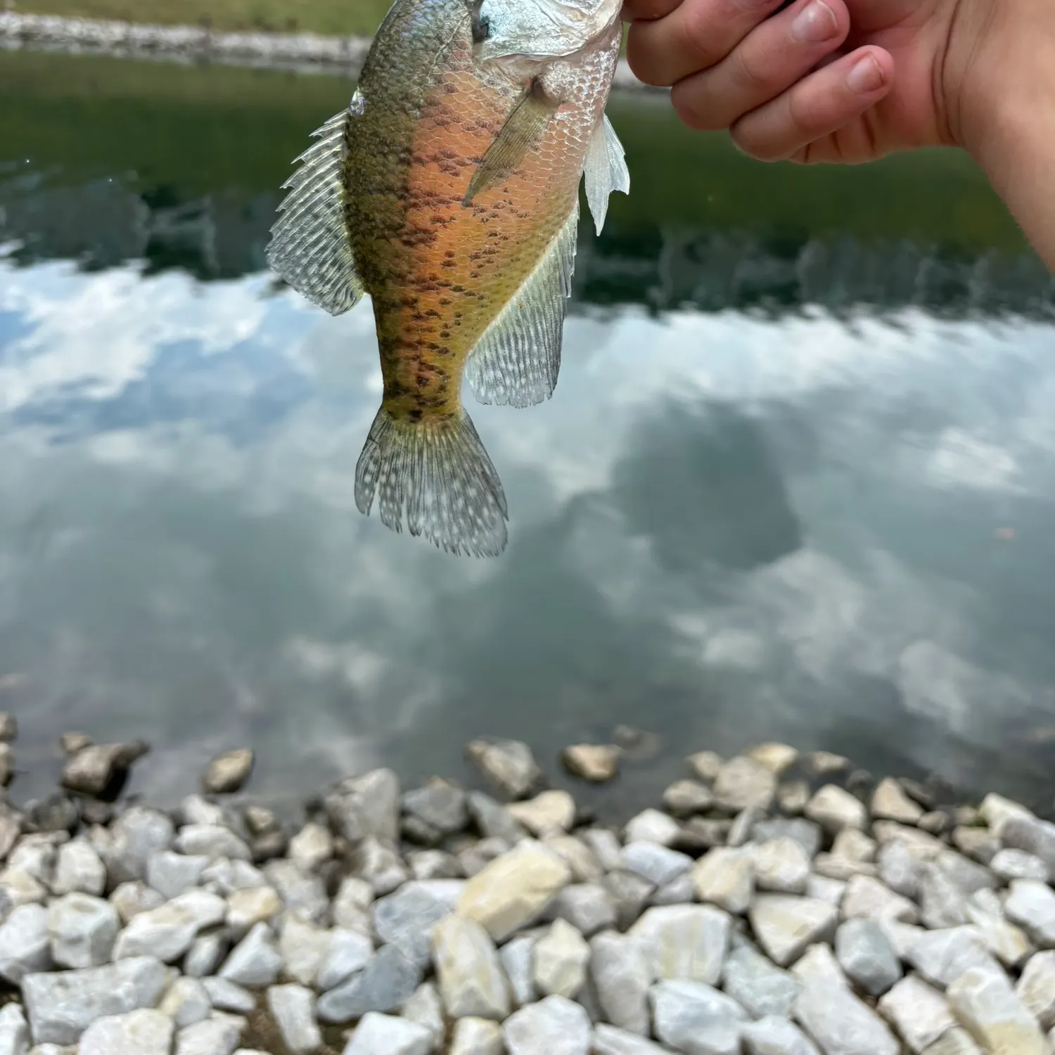 White crappie caught on Fishbrain