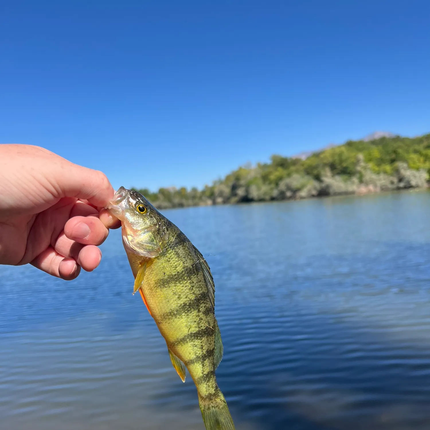Yellow perch caught on Fishbrain