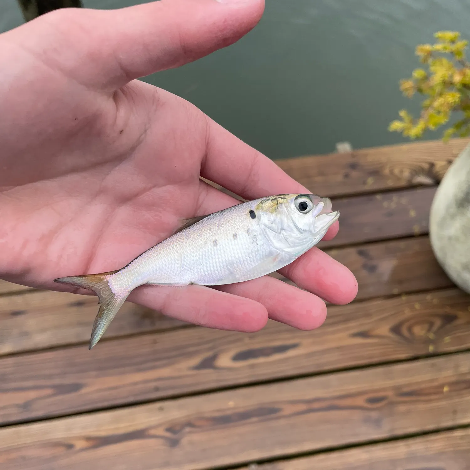 The most recent Gulf menhaden catches on Fishbrain