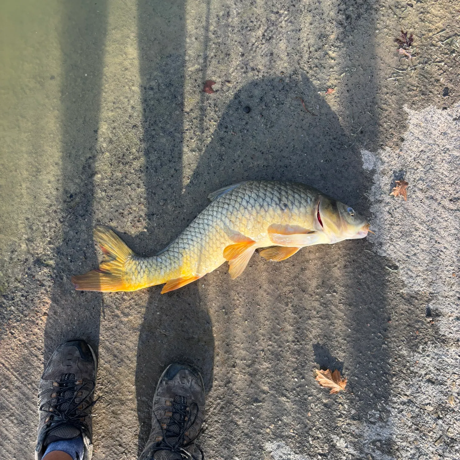 The most recent Common carp catches on Fishbrain