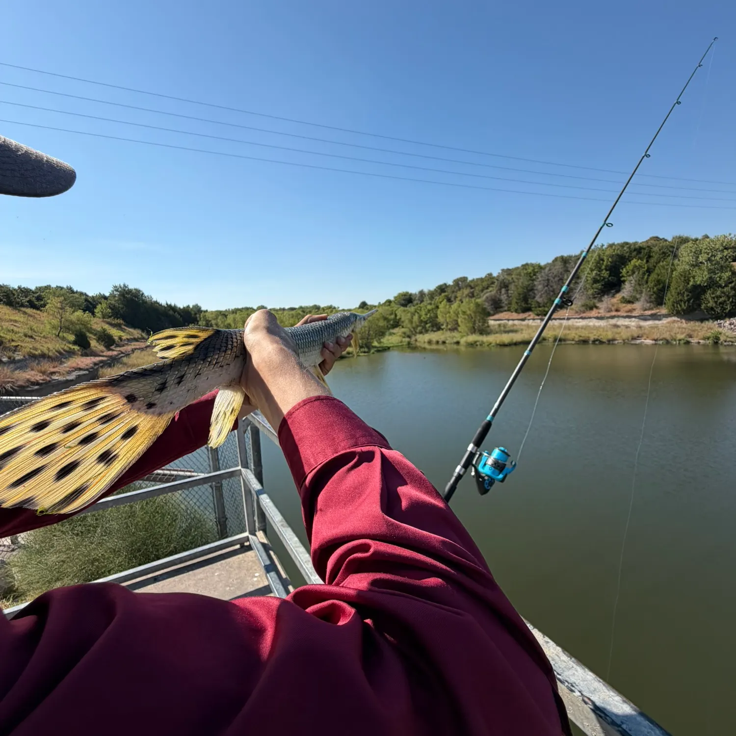 Longnose gar caught on Fishbrain
