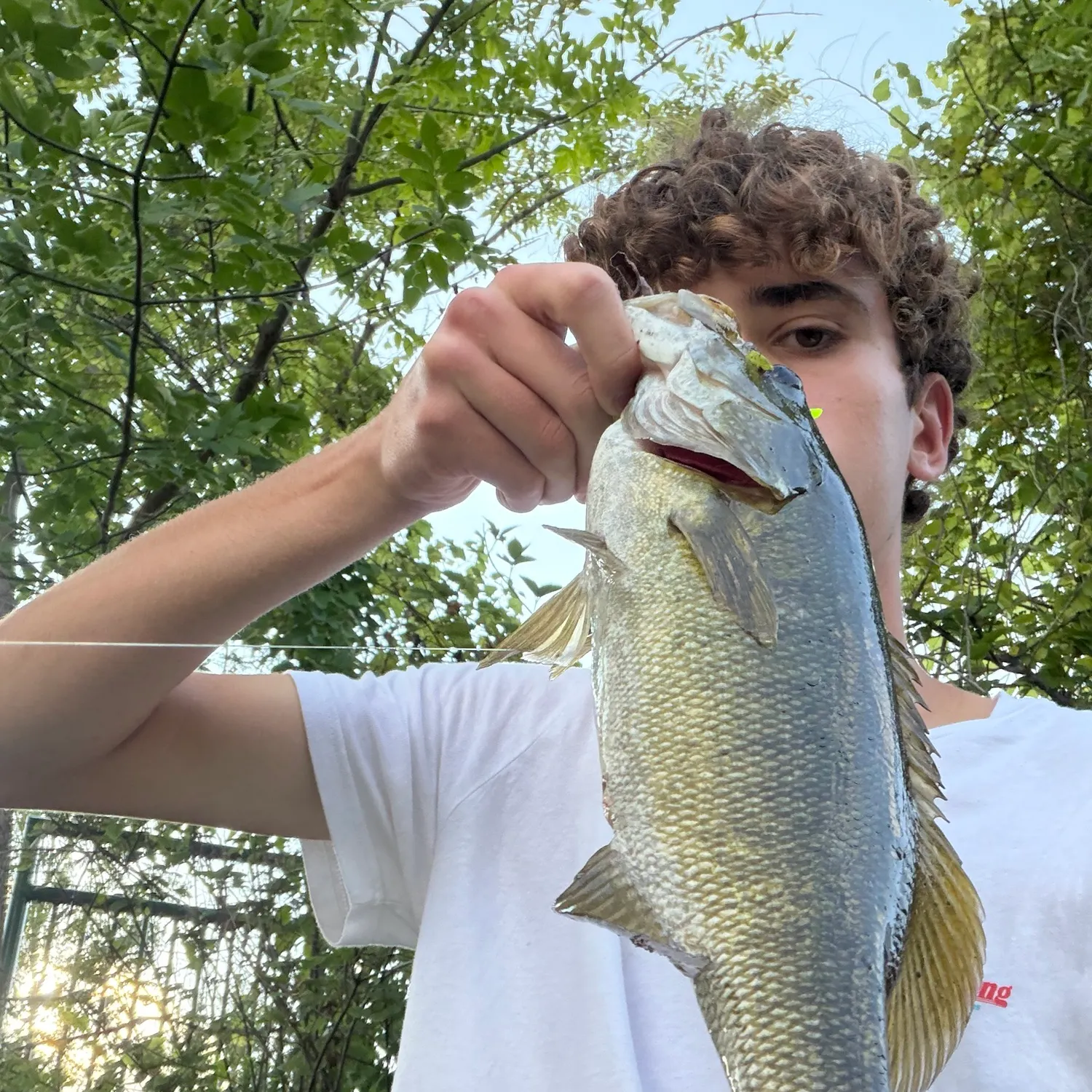 Smallmouth bass caught on Fishbrain