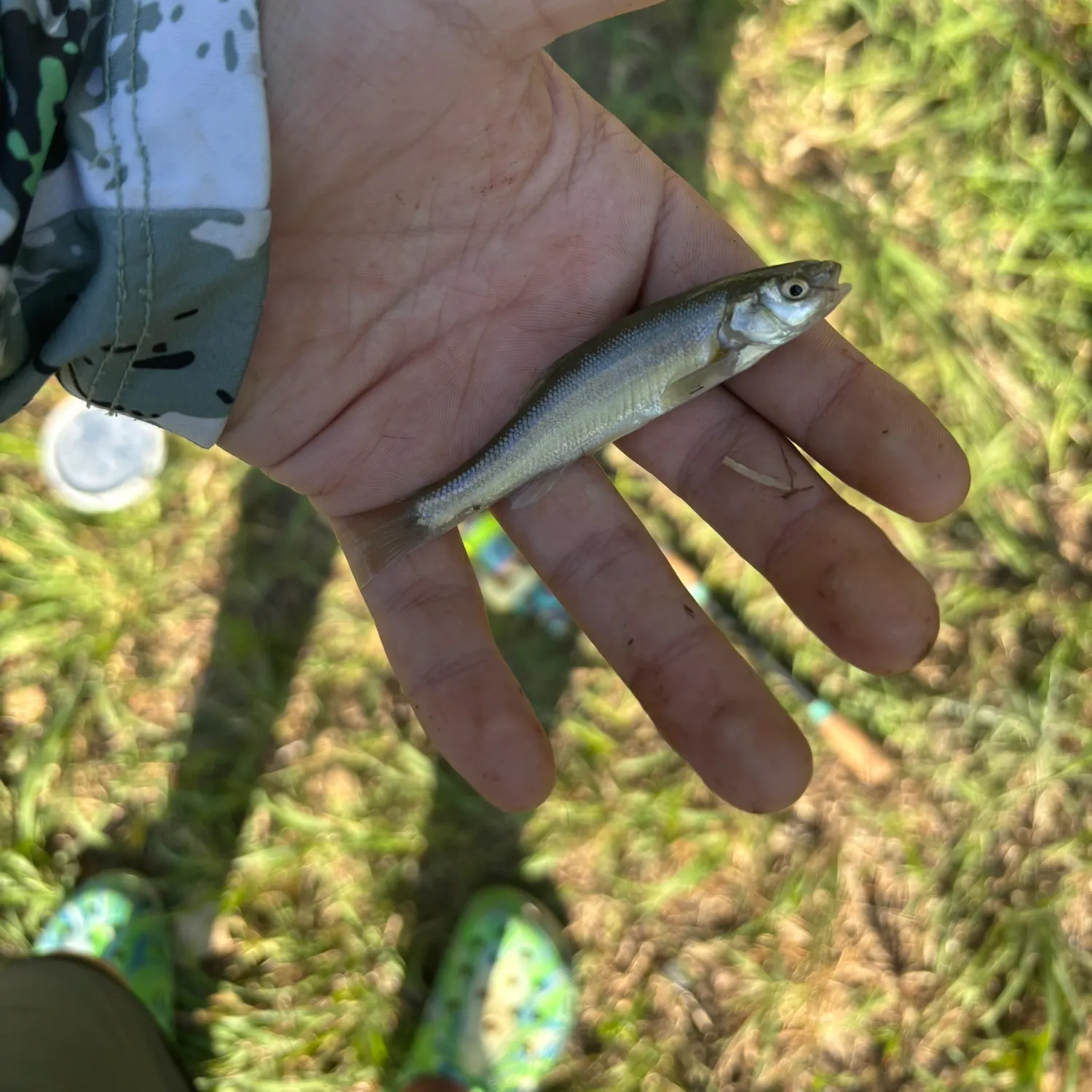The most recent Eastern silvery minnow catches on Fishbrain