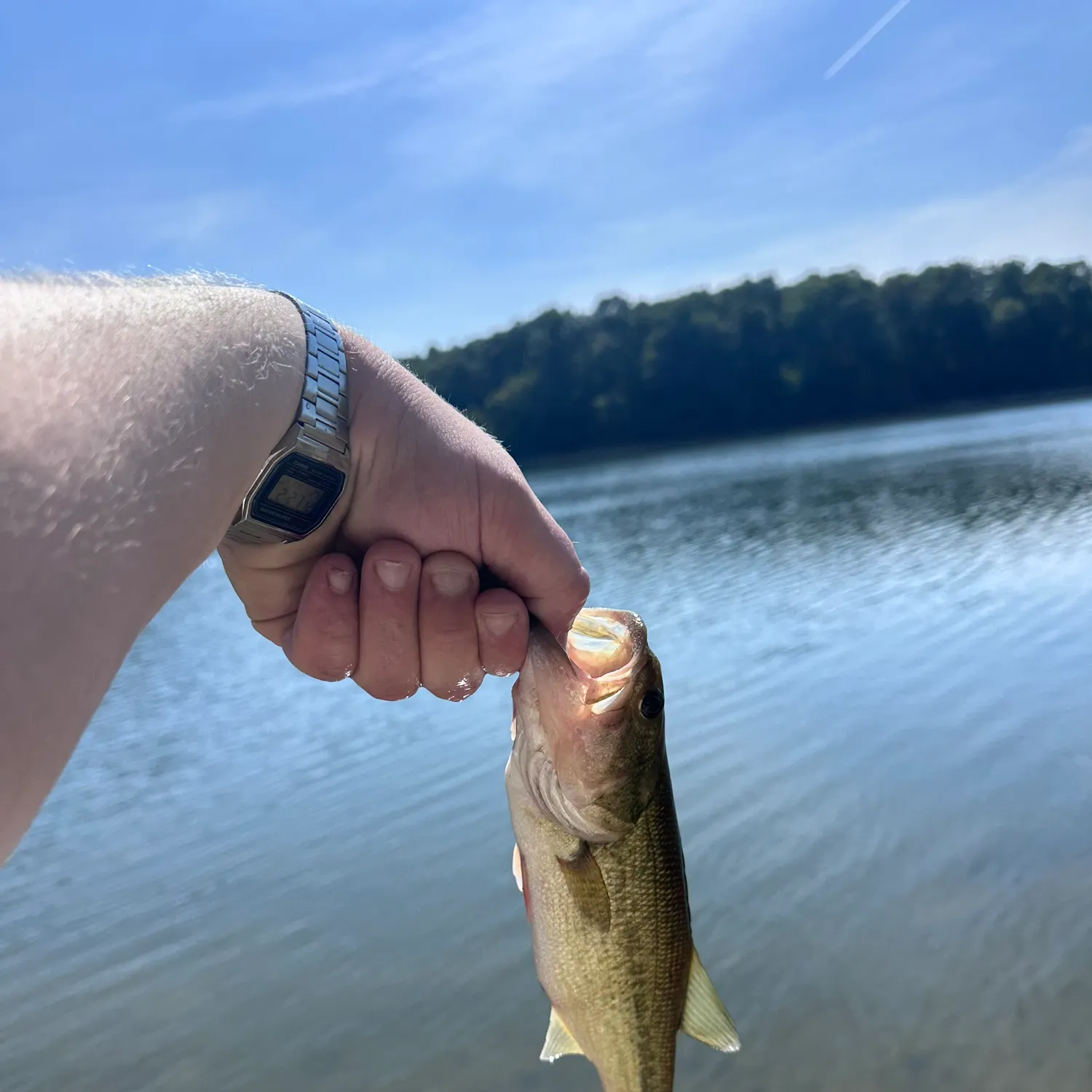 Fish caught on Fishbrain