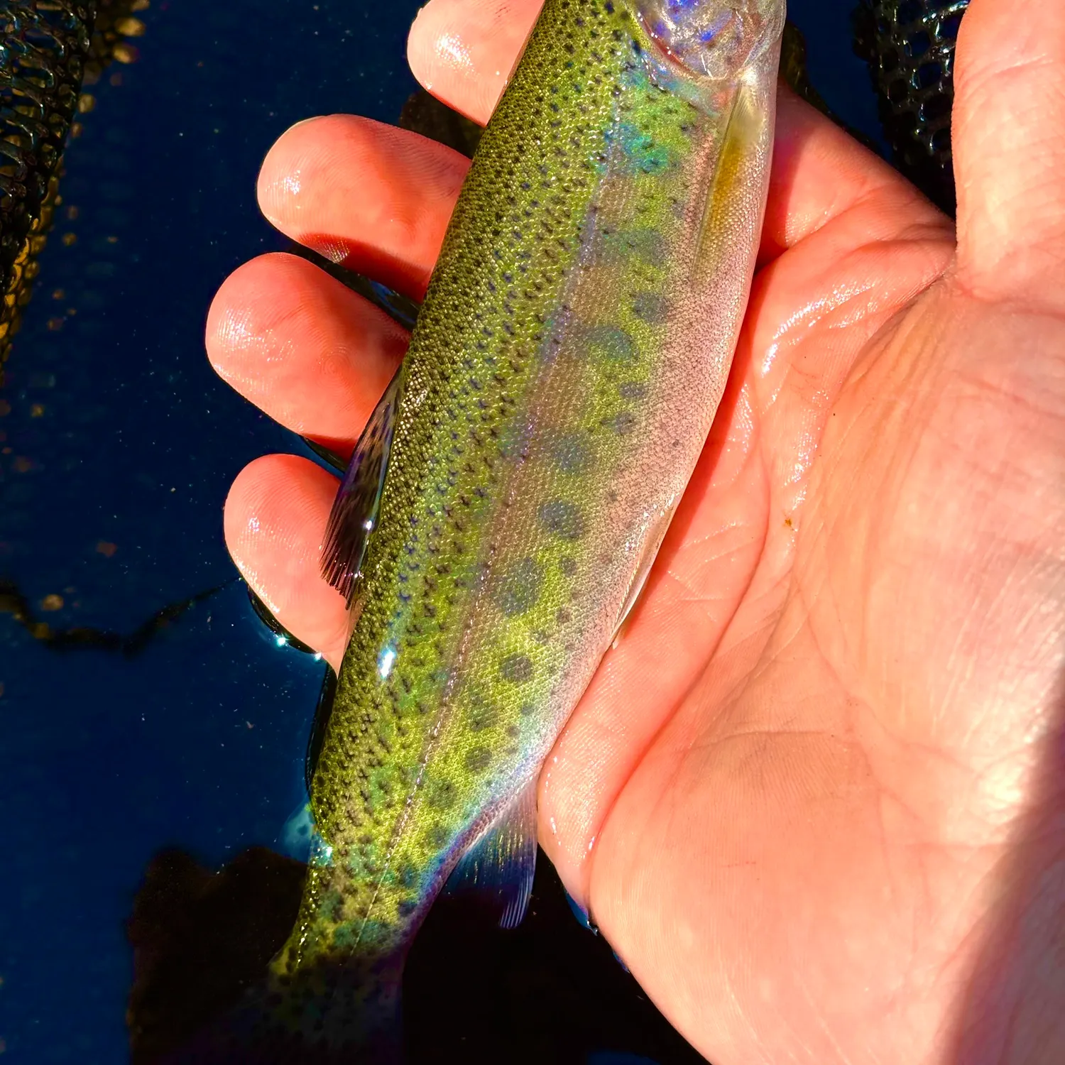 Rainbow trout caught on Fishbrain