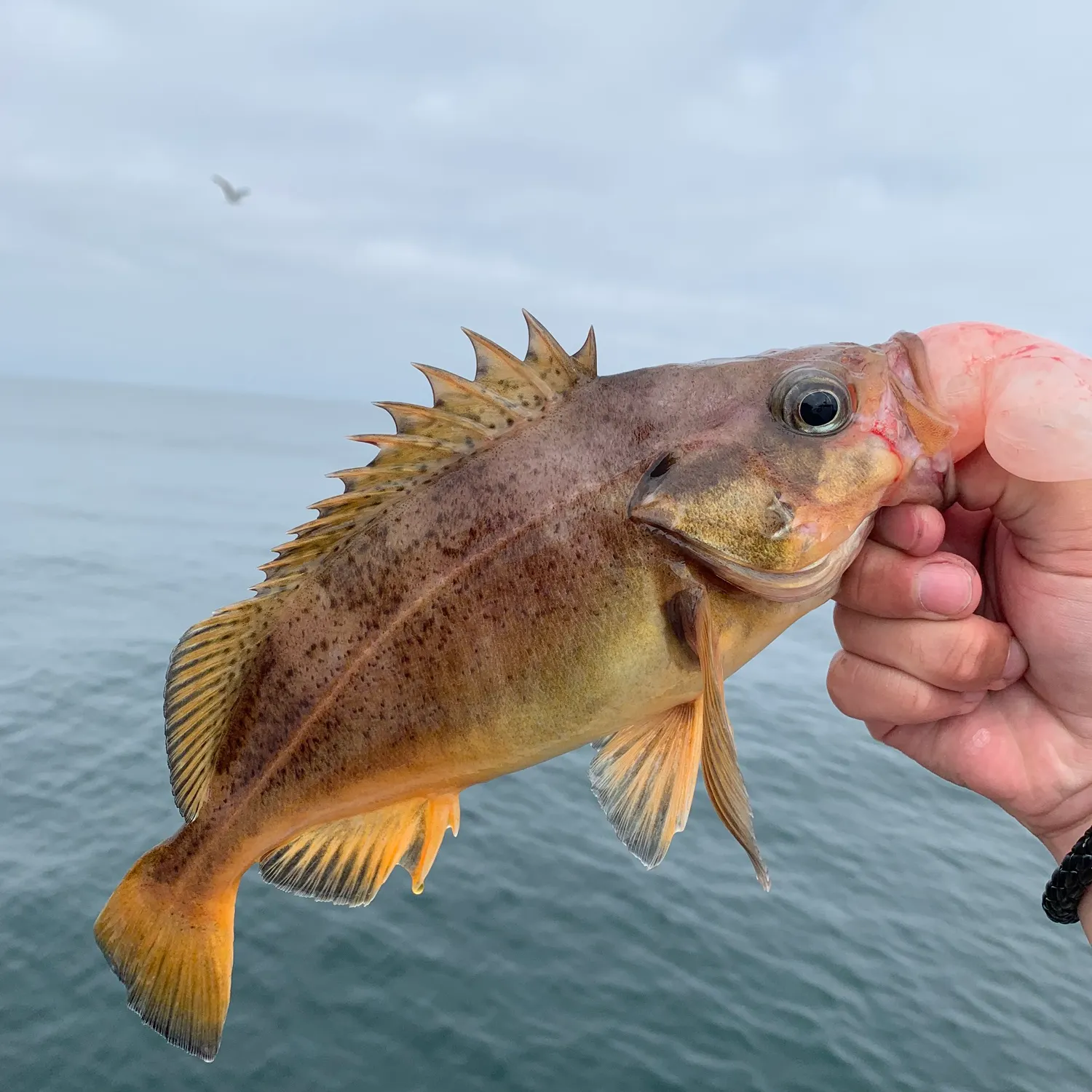 The most recent Speckled rockfish catches on Fishbrain