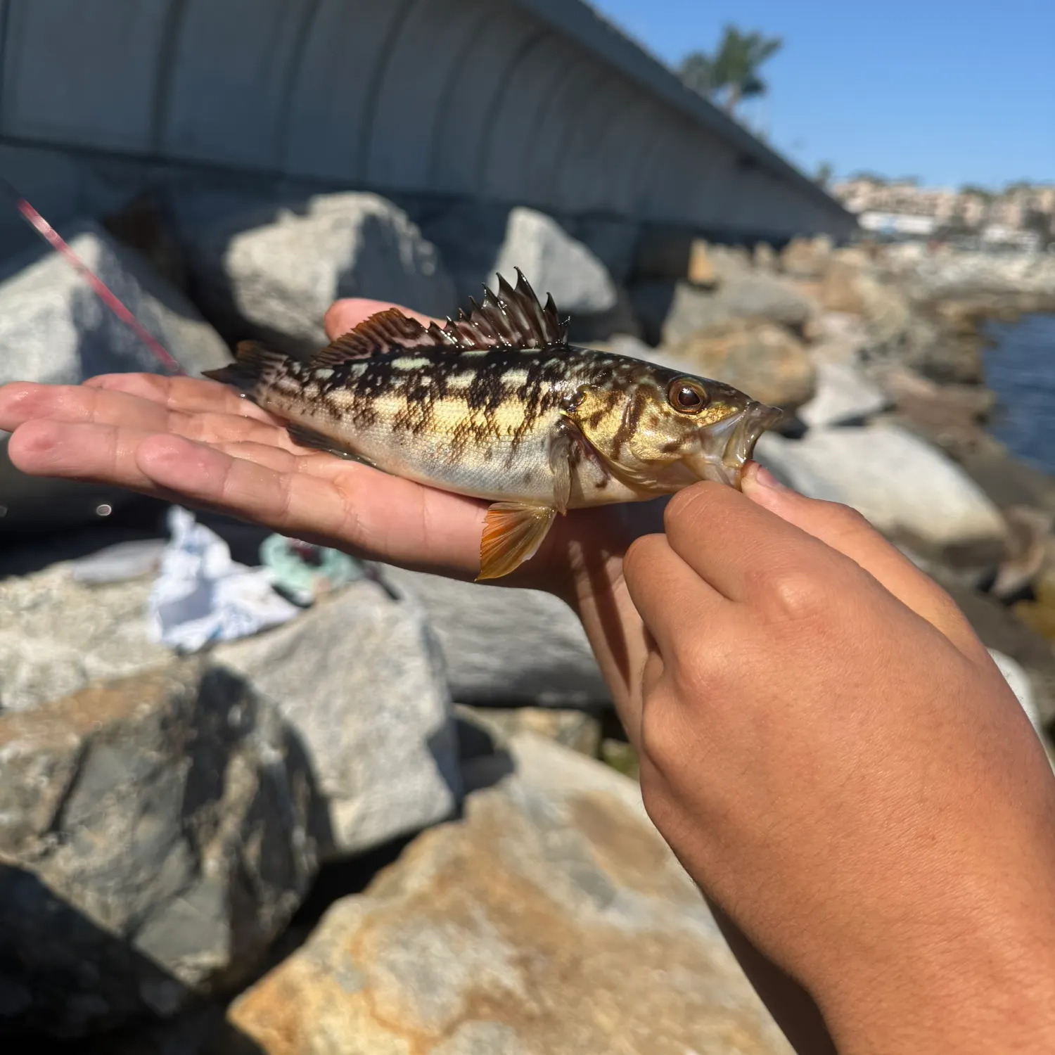 catch