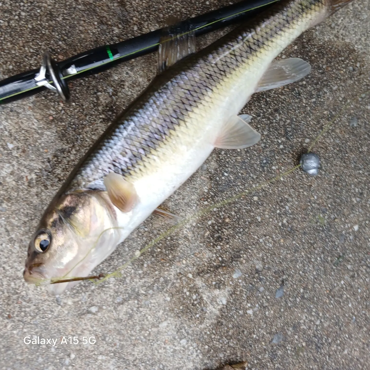 The most recent Golden redhorse catches on Fishbrain