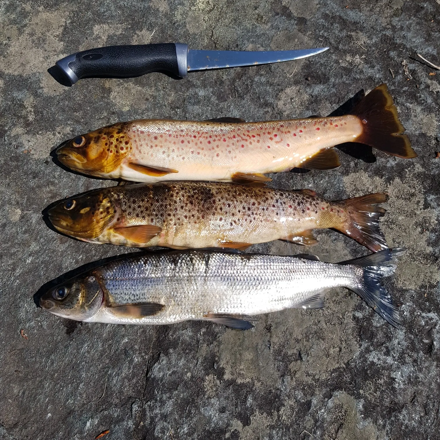 recently logged catches