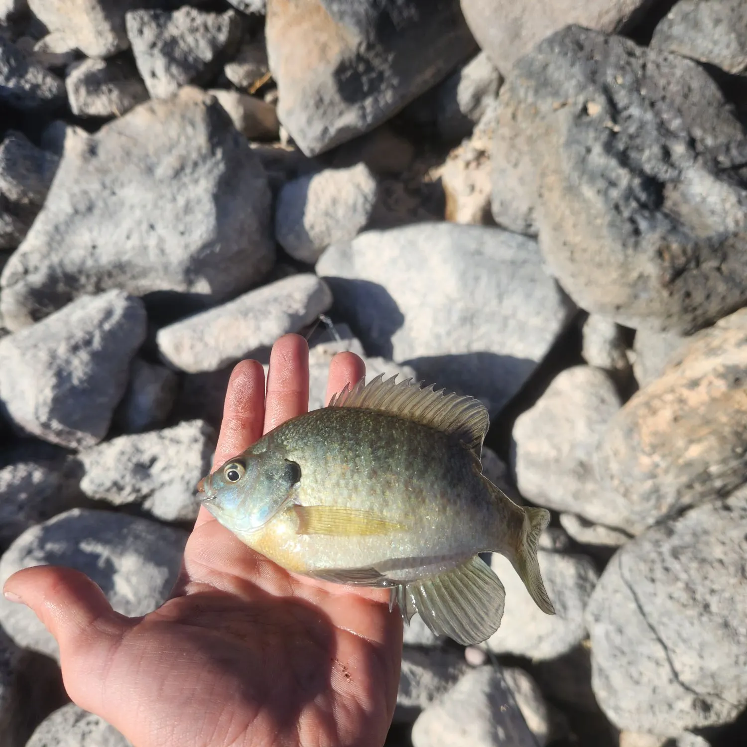 The most recent Bluegill catches on Fishbrain