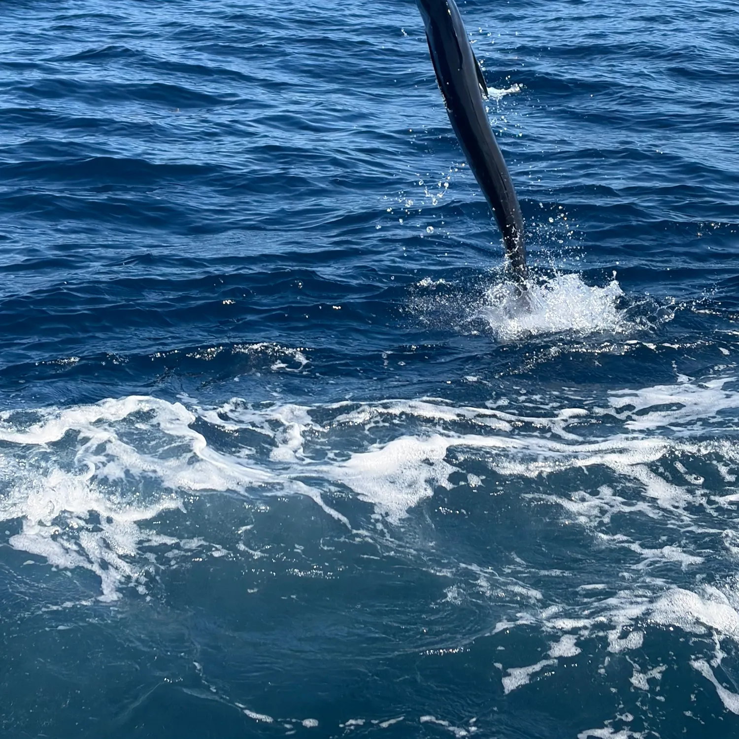 The most recent Atlantic white marlin catches on Fishbrain