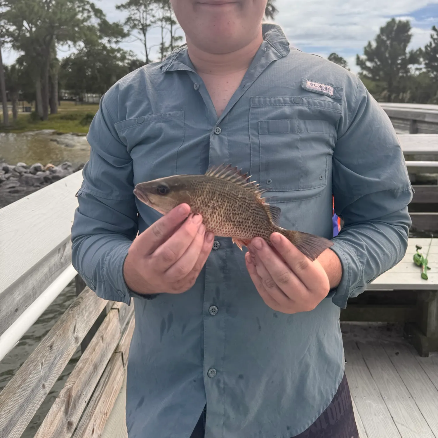 Mangrove snapper caught on Fishbrain