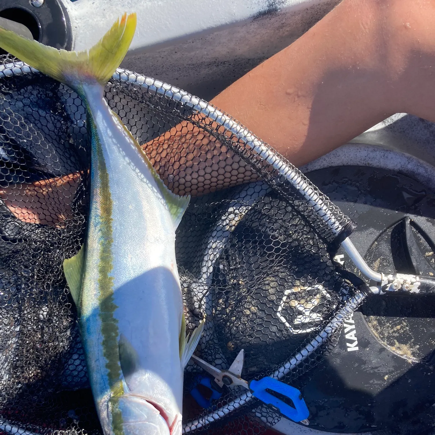 The most recent Southern yellowtail amberjack catches on Fishbrain