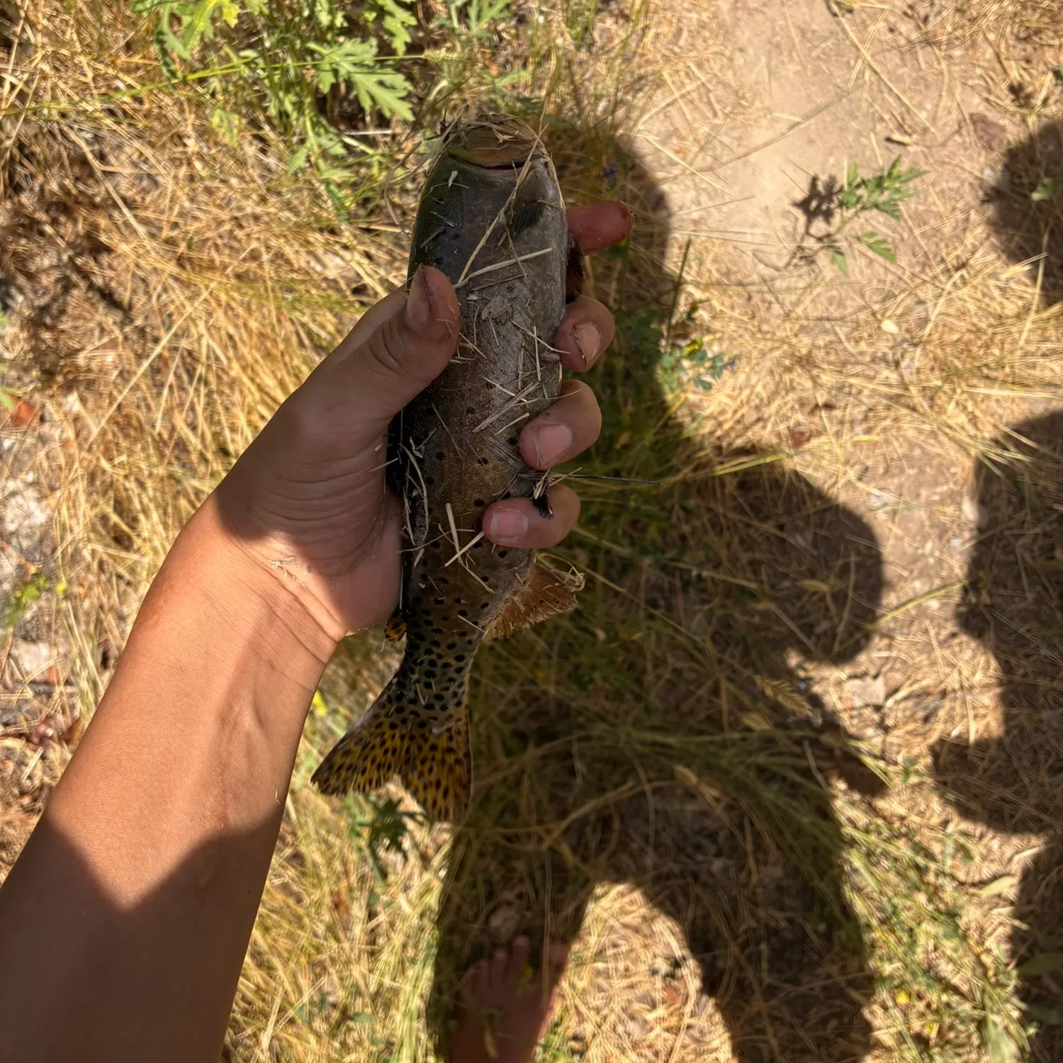 The most recent Cutthroat trout catches on Fishbrain