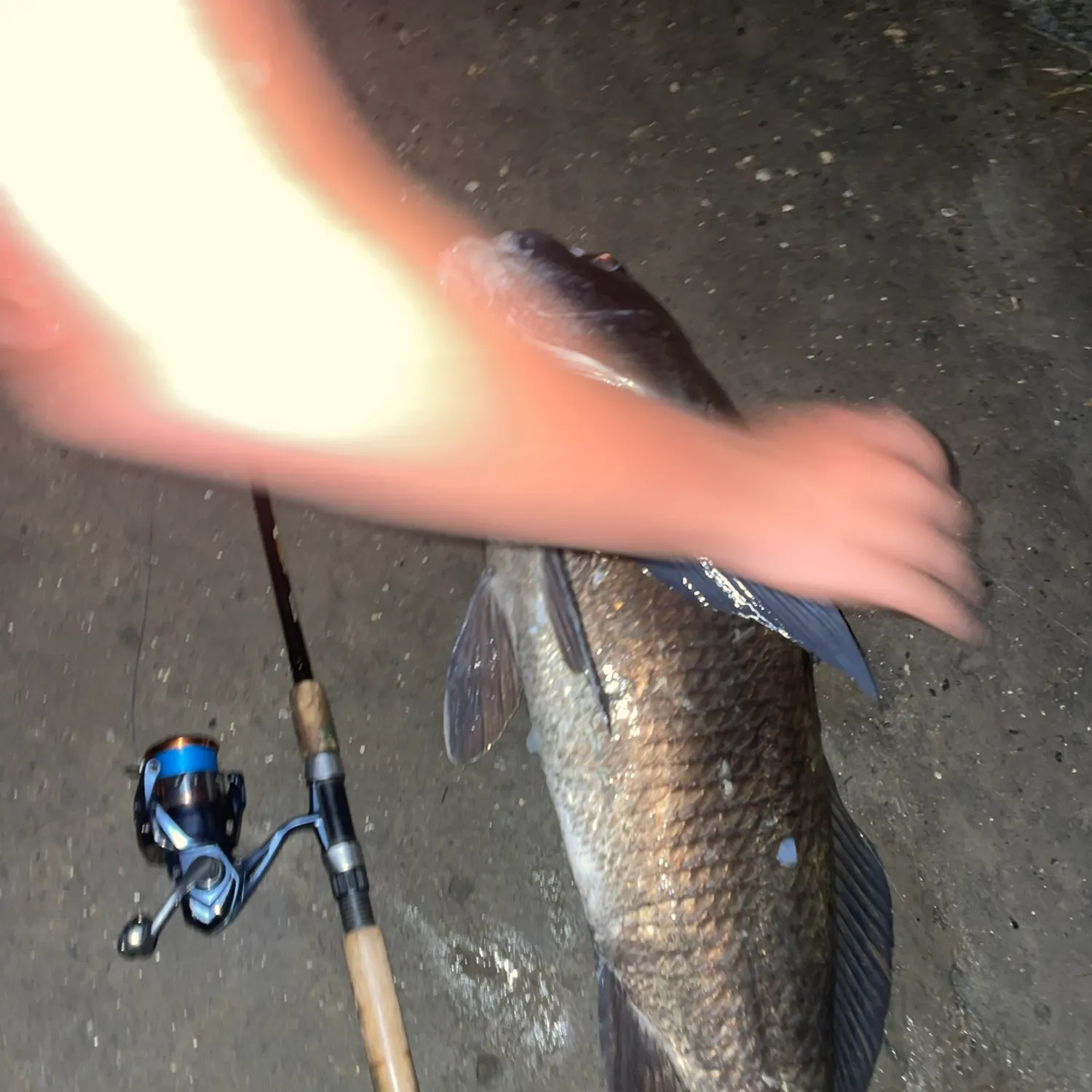 Black drum caught on Fishbrain