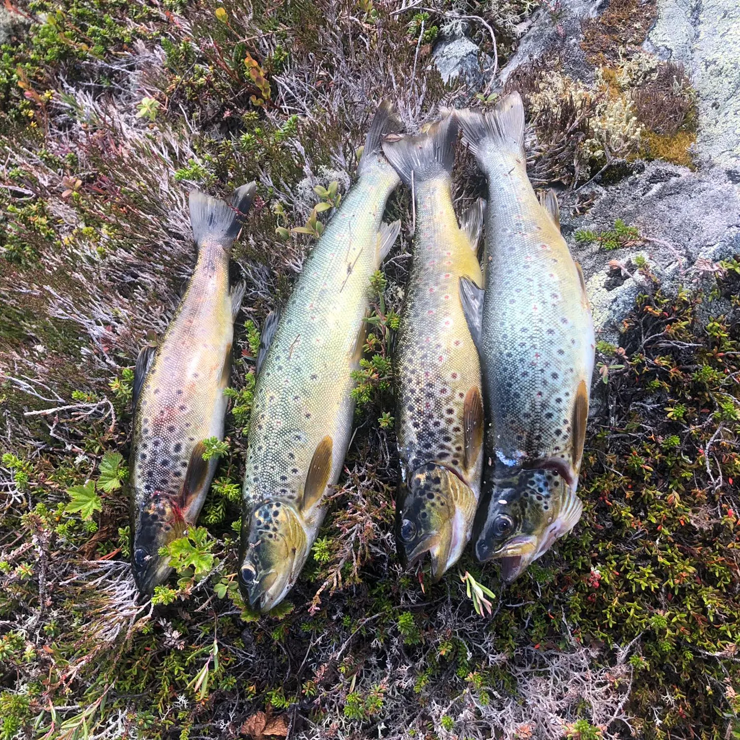 recently logged catches