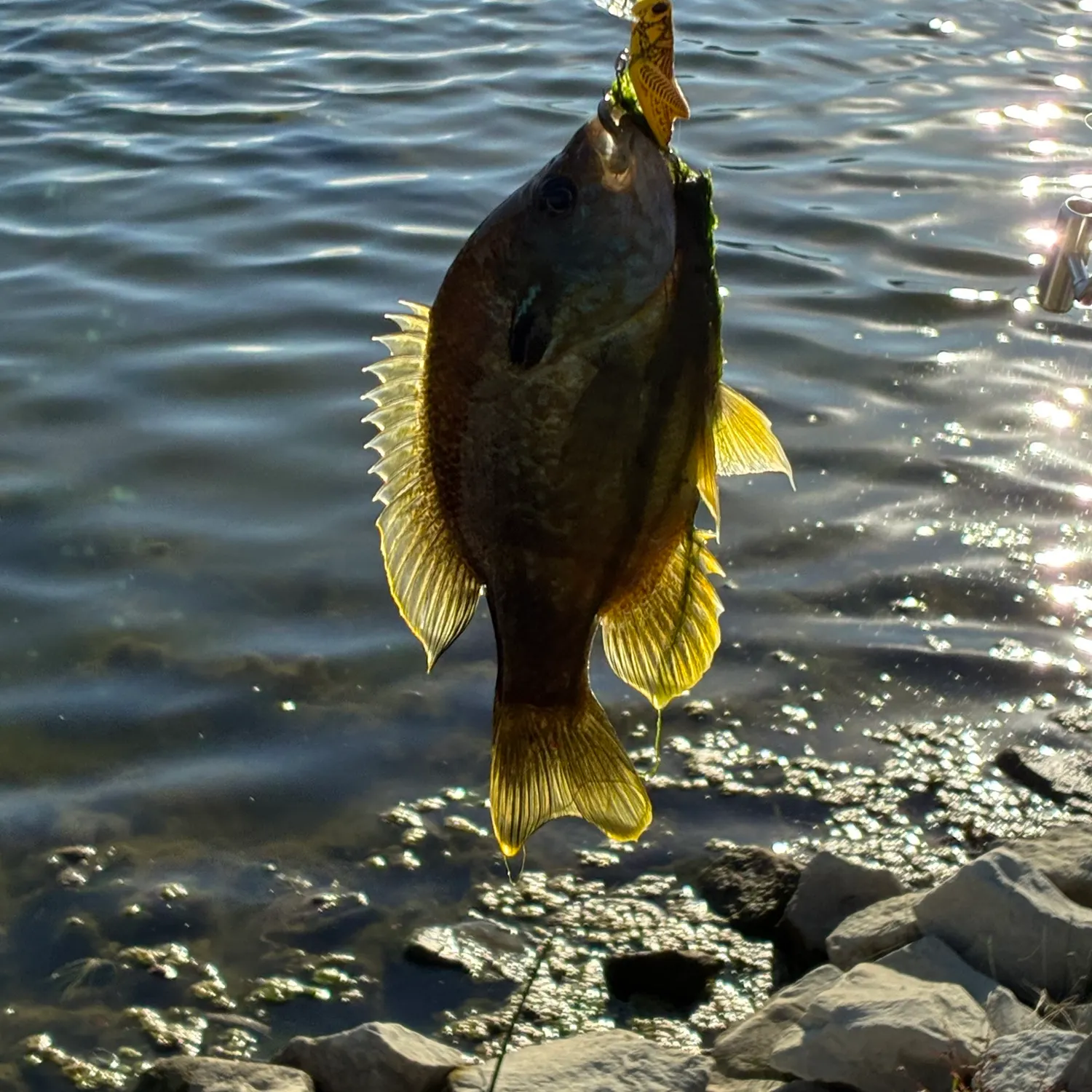 Greengill hybrid caught on Fishbrain