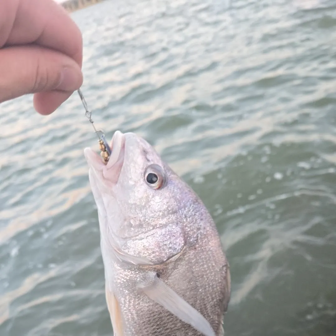 Freshwater drum caught on Fishbrain