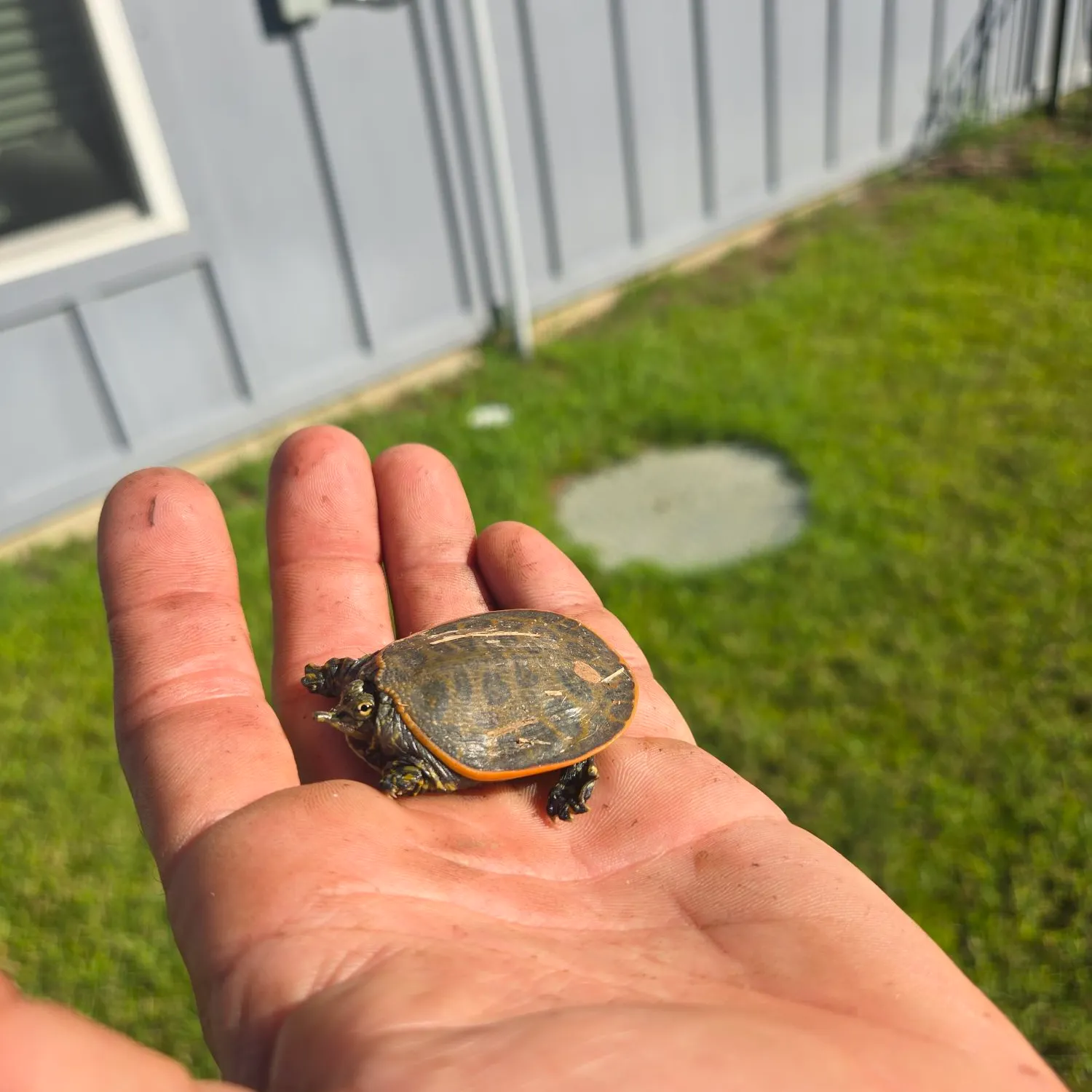 Smooth softshell turtle caught on Fishbrain